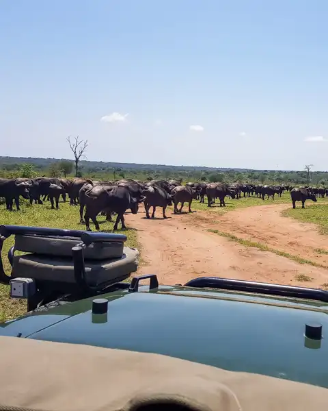 Blue Giraffe SA | Tours, Transfers & Safaris