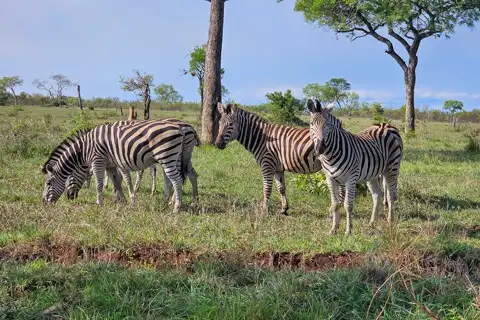 Kruger National Park Safari | Blue Giraffe SA