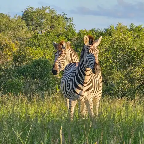 Sabi Private Game Reserve Safari | Blue Giraffe SA