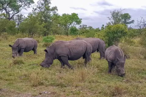 Sabi Private Game Reserve Safari | Blue Giraffe SA