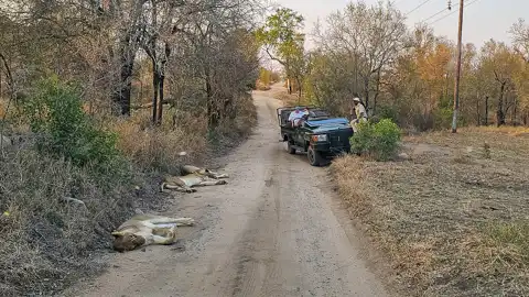Sabi Private Game Reserve Safari | Blue Giraffe SA
