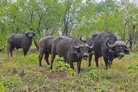 Sabi Private Game Reserve Safari | Blue Giraffe SA