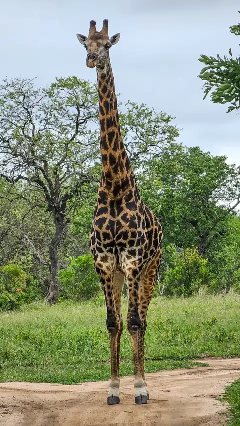 Sabi Private Game Reserve Safari | Blue Giraffe SA