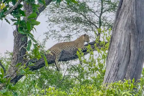 Blue Giraffe SA | Tours, Transfers & Safaris
