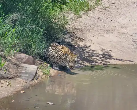 Sabi Private Game Reserve Safari | Blue Giraffe SA