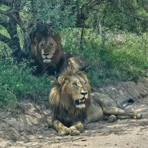 Sabi Private Game Reserve Safari | Blue Giraffe SA
