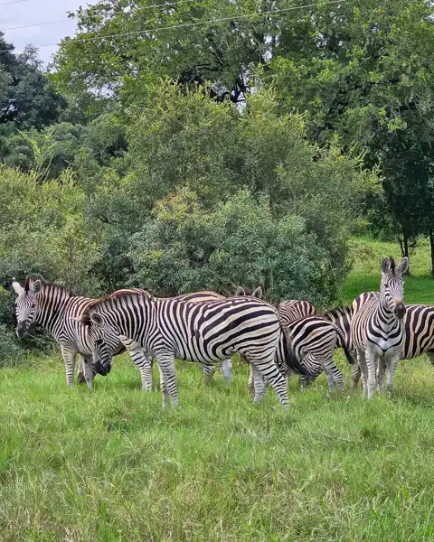 Blue Giraffe SA | Tours, Transfers & Safaris