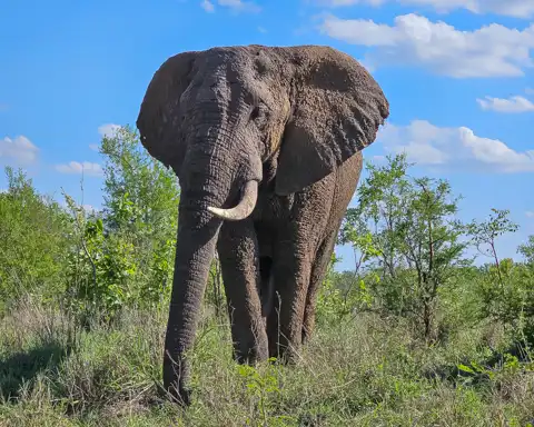 Sabi Private Game Reserve Safari | Blue Giraffe SA