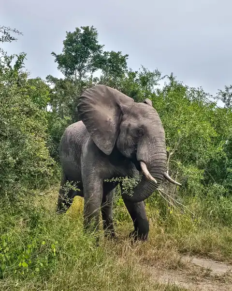Blue Giraffe SA | Tours, Transfers & Safaris