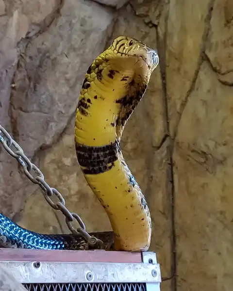 © Perry's Bridge Reptile Park