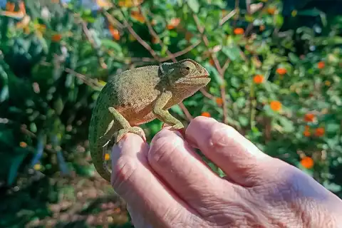 © Perry's Bridge Reptile Park