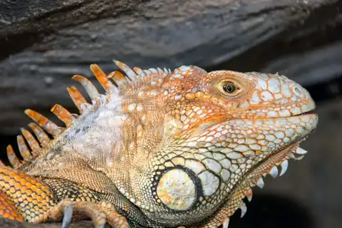 © Perry's Bridge Reptile Park