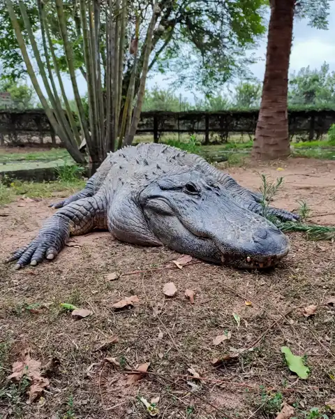 © Perry's Bridge Reptile Park