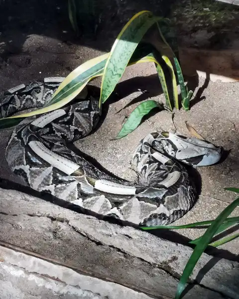 © Perry's Bridge Reptile Park